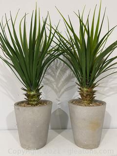 Two Faux Dragon Trees in Concrete Planters 