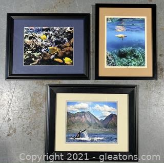 Marine Life Photographs Collection