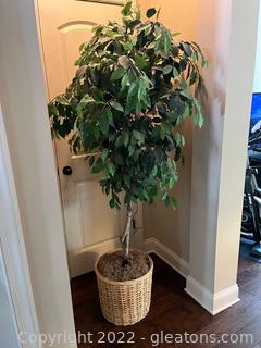 Artificial 6ft Ficus Potted Tree
