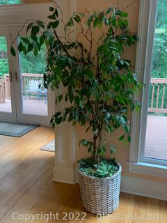 Faux Ficus Tree in Basket Style Planter