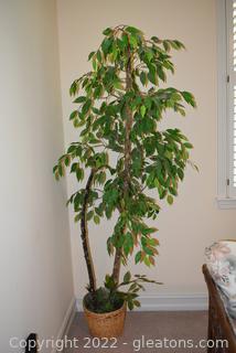 Faux Weeping Fig Plant 