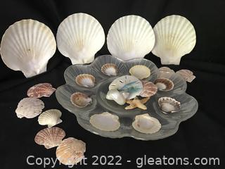 Beach Time! 4 large Scallop Shells , Frosted Scallop Dish - Shells