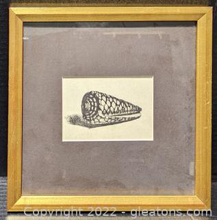 Lovely Framed Print of “The Shell (Conus Marmoreus)” By Rembrandt