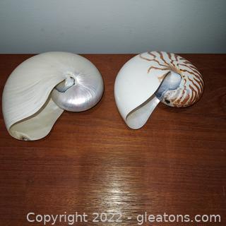 2 Gorgeous Seashells