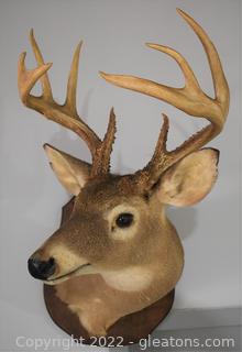 Whitetail Deer Shoulder Mount on Wood Plaque - Nice Proportion Head and Rack                                                          