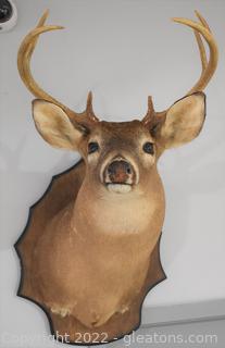 Large Whitetail Deer Shoulder Mount on Trophy Plaque Looking Forward 