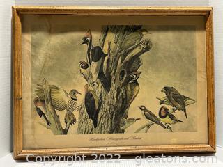 Framed Woodpeckers, Honeyguide and Barbets Print by Arthur Singer