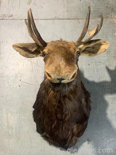 Moose Shoulder Taxidermy Mount 