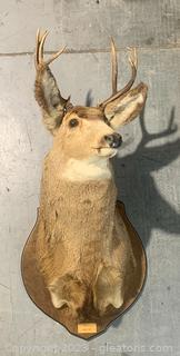 Canadian Mule Deer Shoulder Taxidermy Mount 