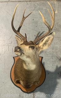 Colorado Mule Deer Shoulder Taxidermy Mount 