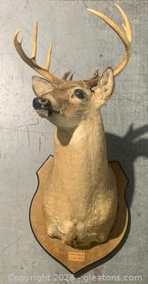 South Carolina White Tail Shoulder Taxidermy Mount 