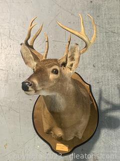 South Carolina White Tail Deer Shoulder Taxidermy Mount     