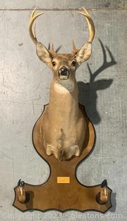 South Carolina White Tail Deer Taxidermy Gun Rack Mount 