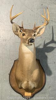 Alabama White Tail Deer Shoulder Taxidermy Mount 