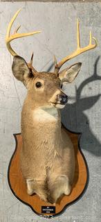 South Carolina White Tail Deer Shoulder Taxidermy Mount 