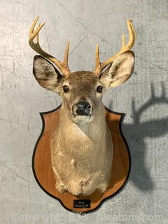 White Tail Deer Shoulder Taxidermy Mount 