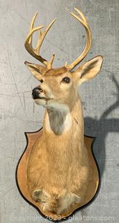 Georgia White Tail Deer Shoulder Taxidermy Mount 