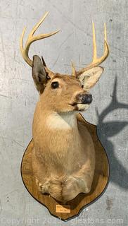 South Carolina White Tail Deer Shoulder Taxidermy Mount 
