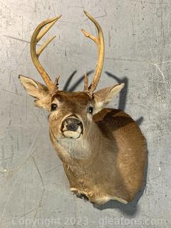 White Tail Deer Shoulder Taxidermy Mount 
