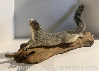 Fox Squirrel Taxidermy 
