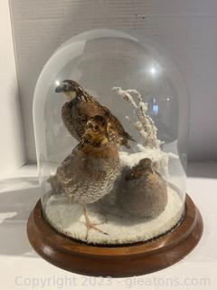 Trio Quail Taxidermy 