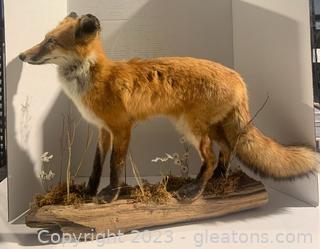 Cute Standing Red Fox Taxidermy Mount 