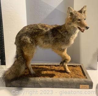 Alabama Standing Coyote Taxidermy Mount 