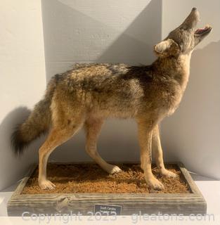 South Carolina Howling Coyote Taxidermy Mount 