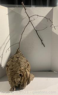 Natural Paper Wasp/Hornet Nest (A) 