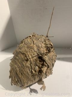 Natural Paper Wasp/Hornet Nest (B) 