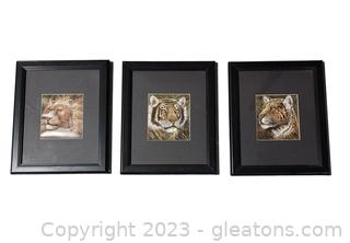 3 Wild Cat Framed Prints