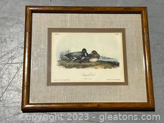 Scaup Duck Framed & Matted Lithograph (No.80)