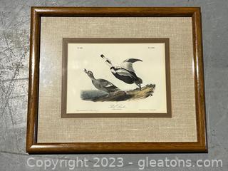 Pied Duck Framed & Matted Lithograph (No.80)