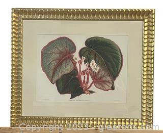 Begonias Eclectic Fine Art Framed Print by W. King Ambler Inc