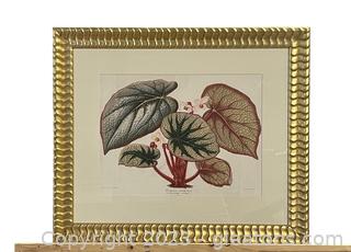 Begonias Eclectic Fine Art Framed Print by W. King Ambler Inc.