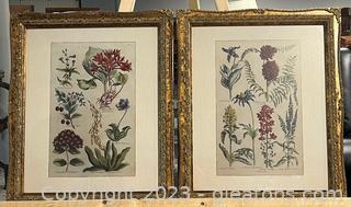 Pair of Framed Wildflower Prints