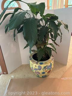 Peace Lily Needing TLC in Pretty Yellow Colorful Bowl Style Pot 