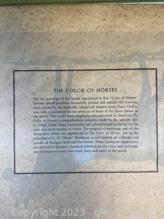 “The Color of Horses” Portfolio 