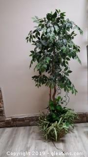 Silk Ficus Tree 6ft